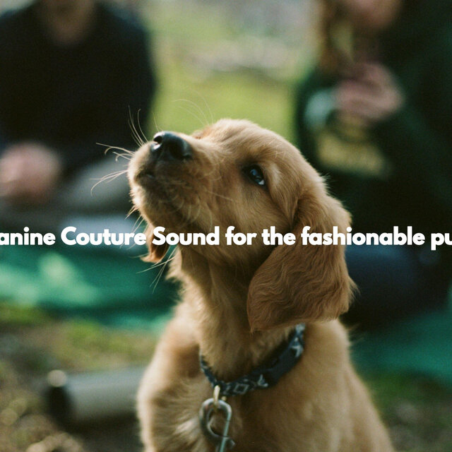 Canine Couture Sound for the fashionable pup