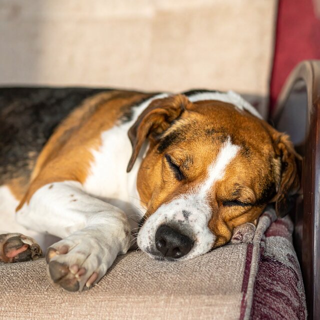 Música Suave Para Perros Dormidos