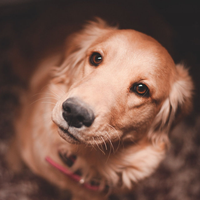 Trio Jazz - Background Music for Cute Dogs