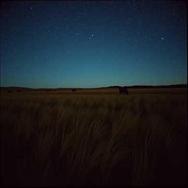 Cattle Cry (In the Morning Light)