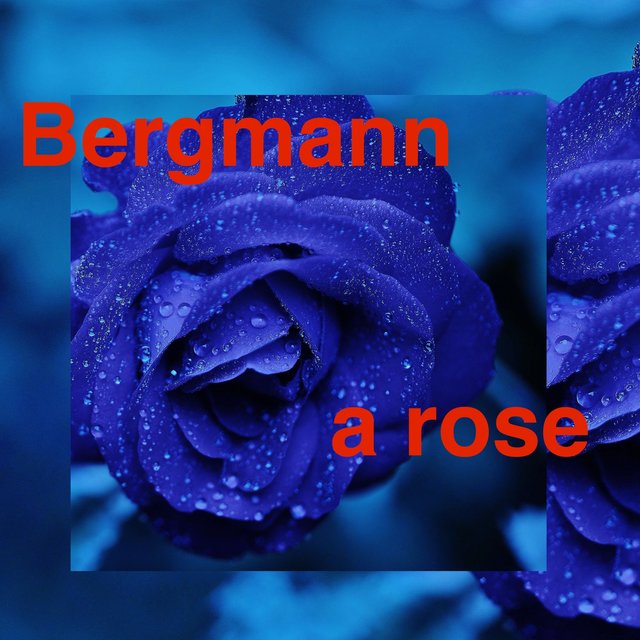 A Rose