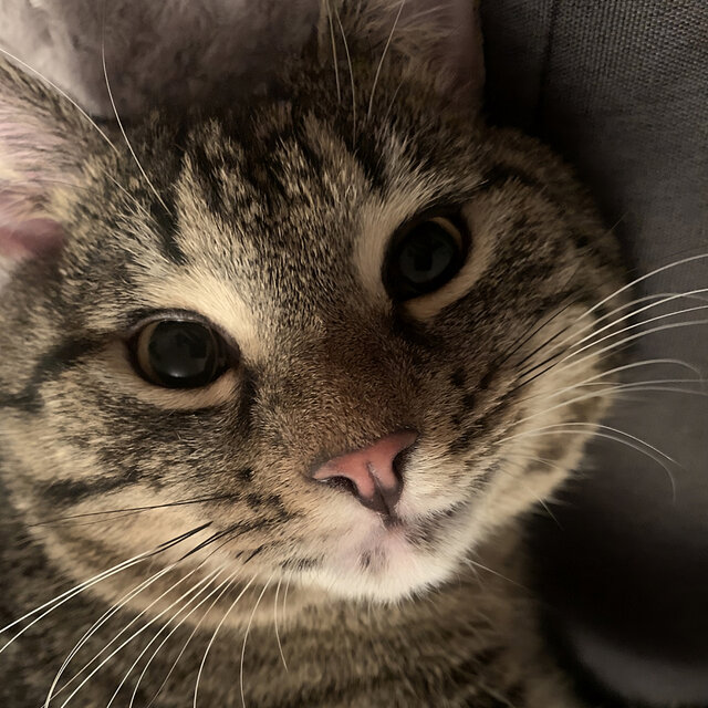 Cats Purring