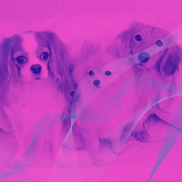 Soulful Bgm for Cute Dogs