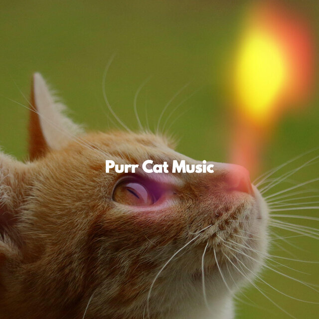 Purr Cat Music