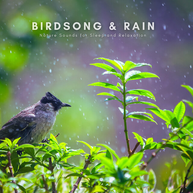 Birdsong & Rain: Nature Sounds for Sleep and Relaxation