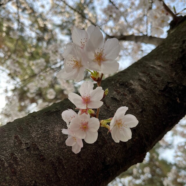 Dear SAKURA