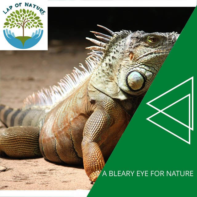 A Bleary Eye for Nature