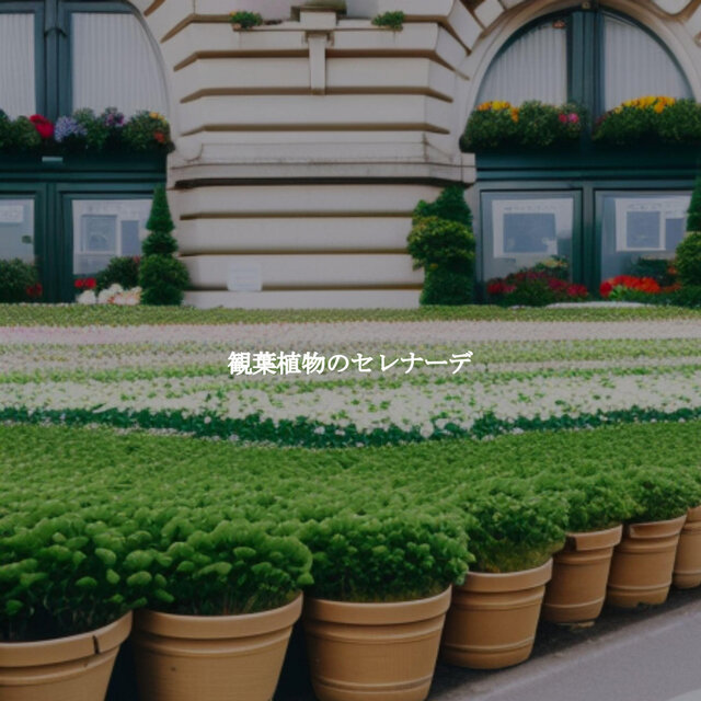 観葉植物のセレナーデ