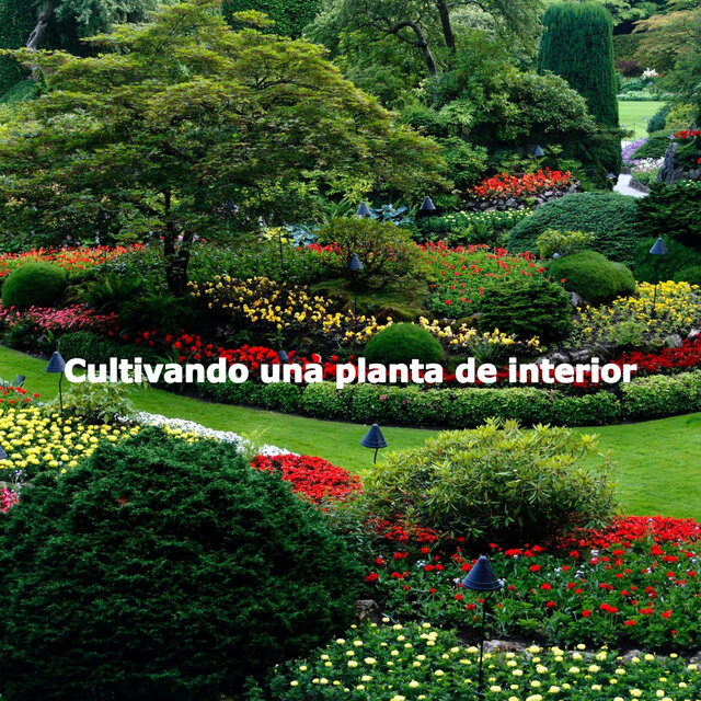 Cultivando una planta de interior