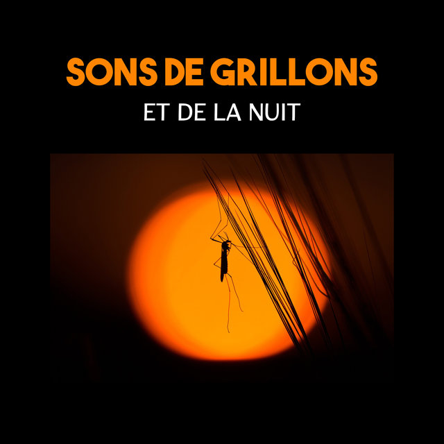 Sons de grillons et de la nuit (Musique paisible et relaxante, Les ambiances sonores de la nature, Sommeil profond)