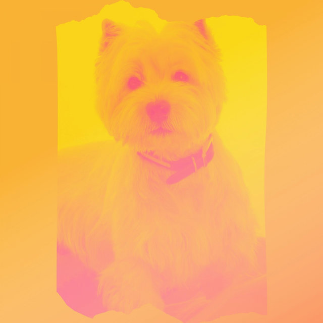 Lively Background for Cute Dogs