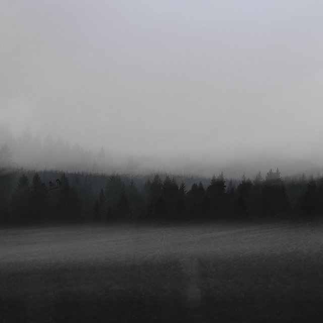 In the Woods