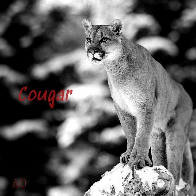 Cougar
