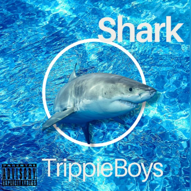 Shark