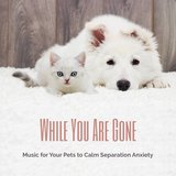 Music for Dogs during Storms