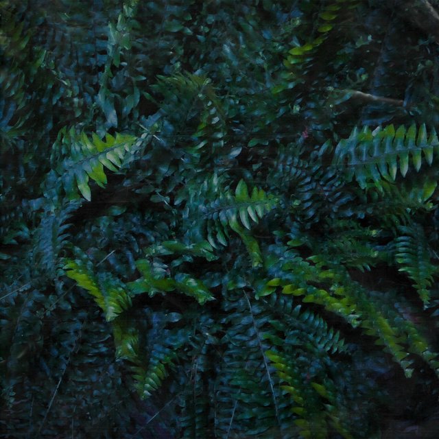 Crabgrass