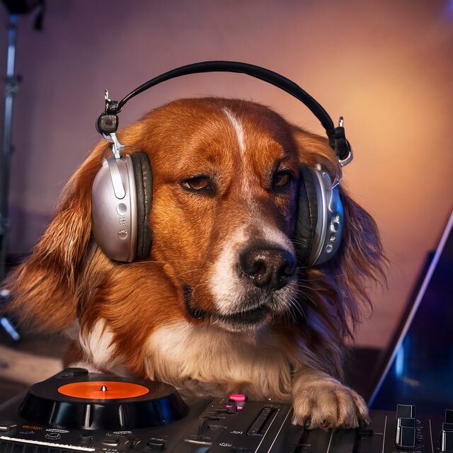 Lofi Music For Dogs: Calm Companions And Gentle Tails