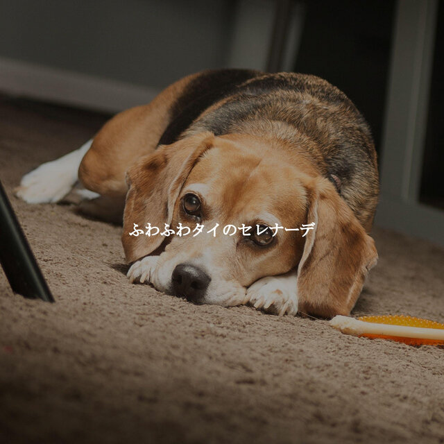 ふわふわタイのセレナーデ