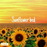 Sunflower bed