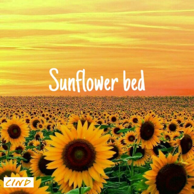 Sunflower bed (Acoustic Version)