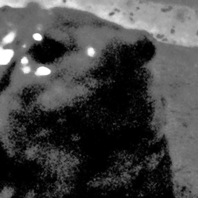 The Subterranae Frogmen