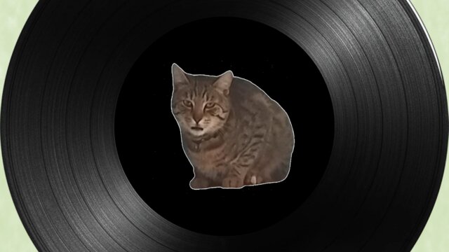 Gato Miau!