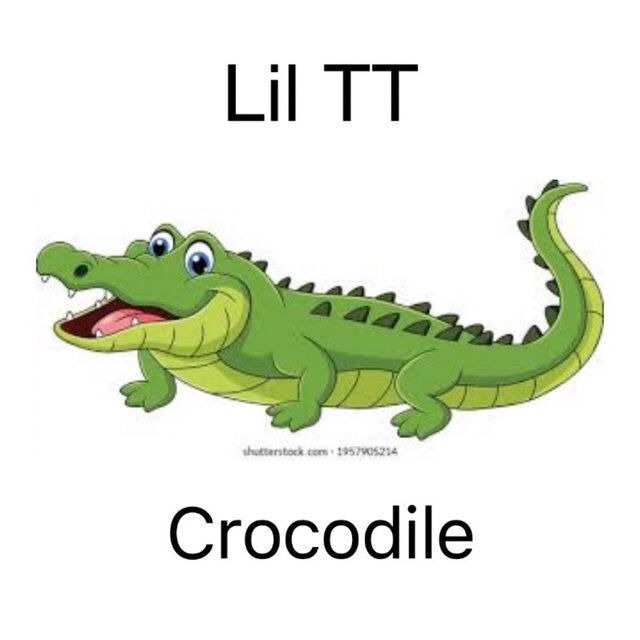 Crocodile