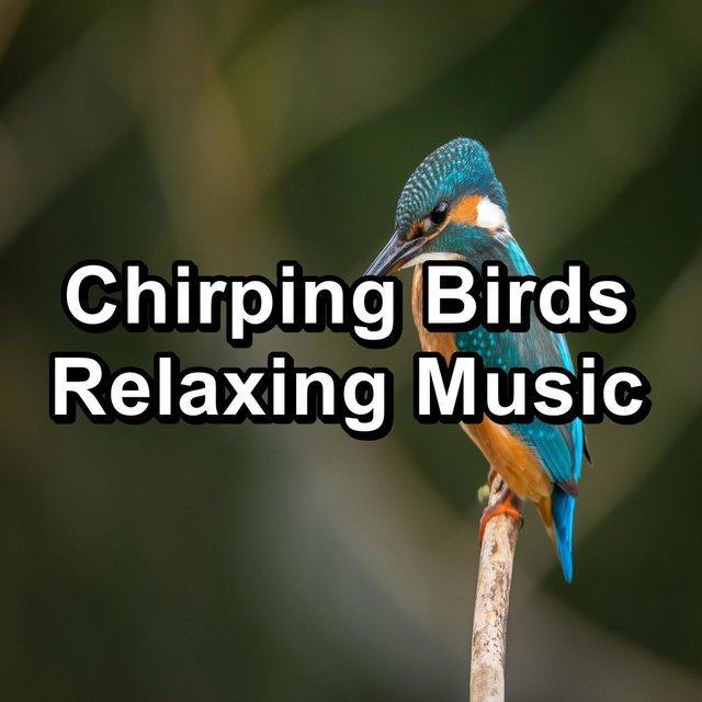 Chirping Birds Relaxing Music