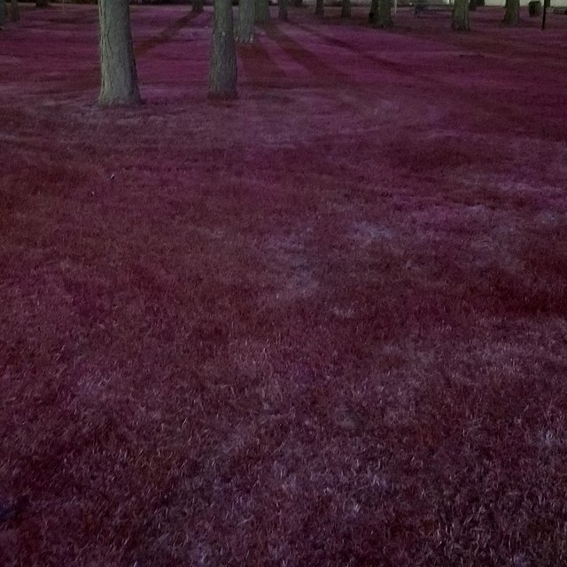 magenta