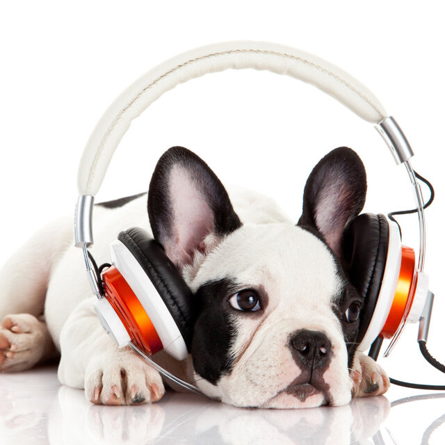 Reflective Ambient Music: Harmonic Dog Dreams