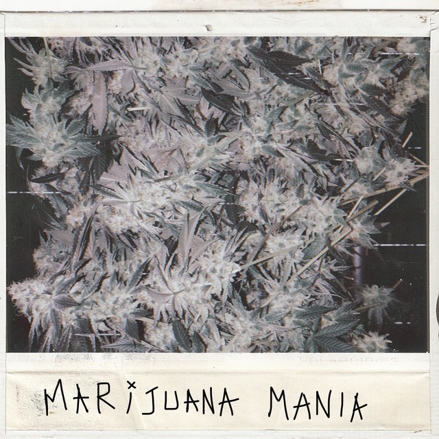 Marijuana Mania
