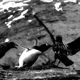 PREY