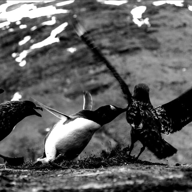 PREY