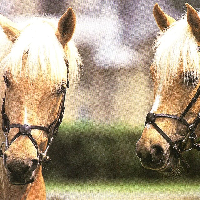 the grand gallop