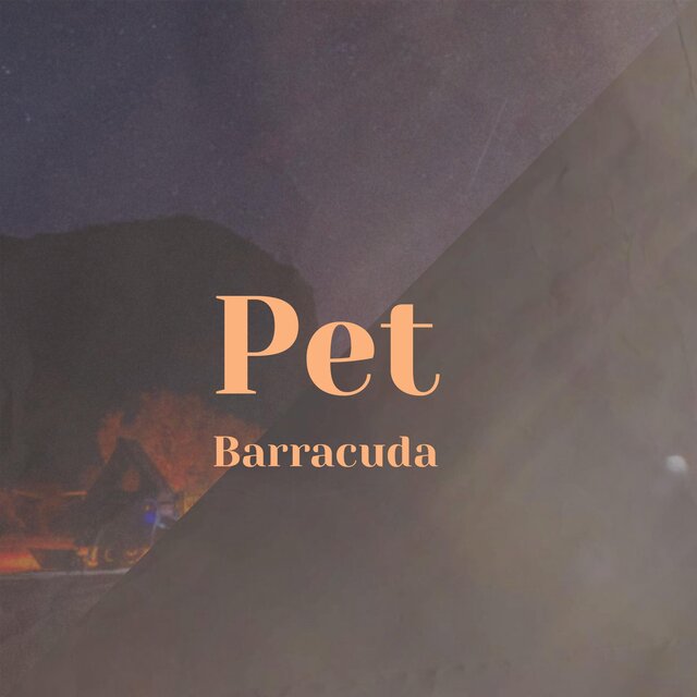 Pet Barracuda