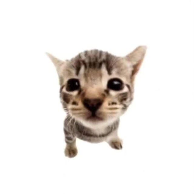 solo Gatas