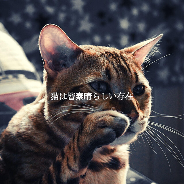 猫は皆素晴らしい存在