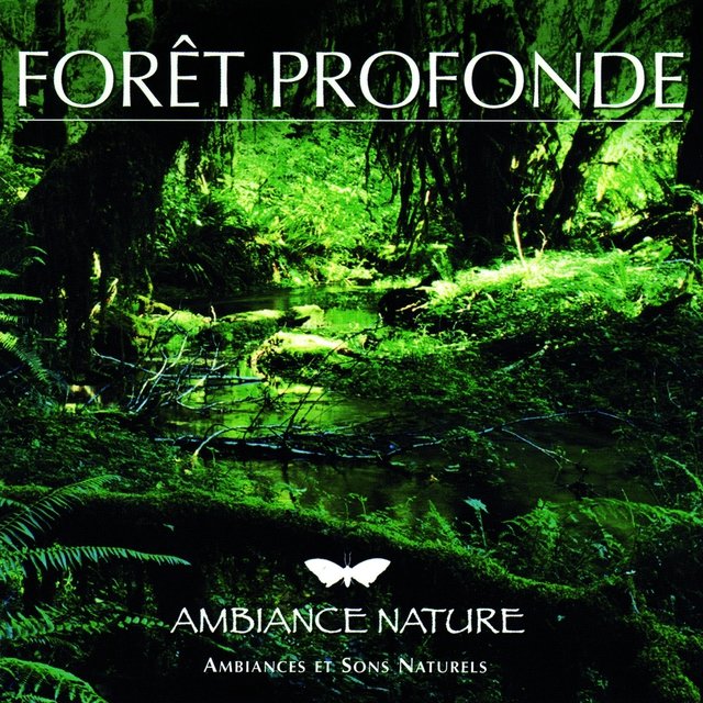Ambiance Nature Foret Profonde