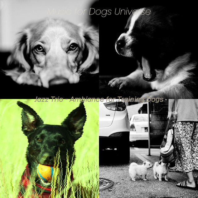 Jazz Trio - Ambiance for Training Dogs