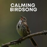 Whistling Birds at Dawn