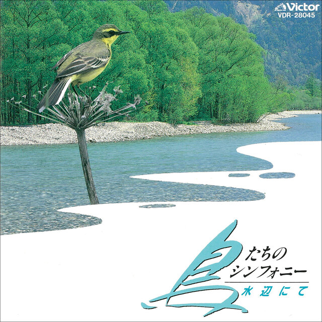 Symphony of Birds / Wild Birds in Japan - Watersides