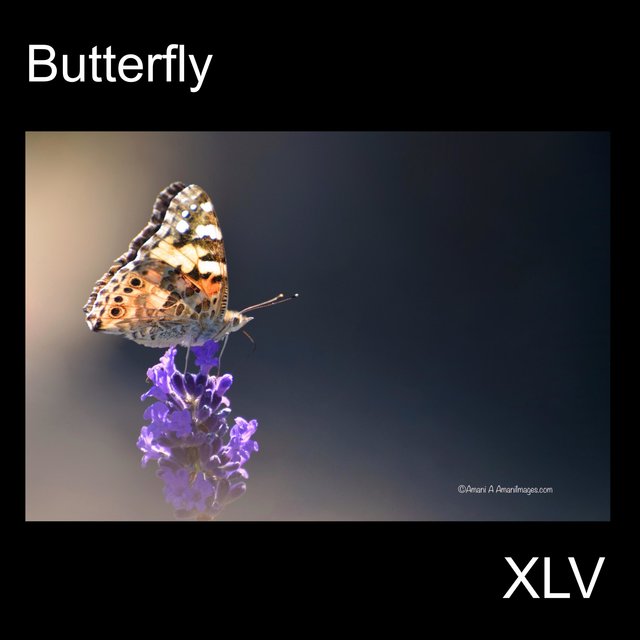 Butterfly