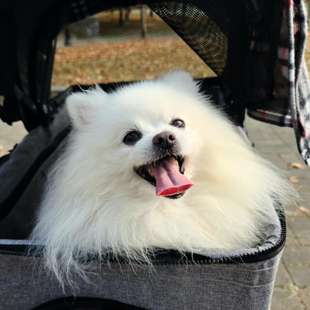 별이 되어