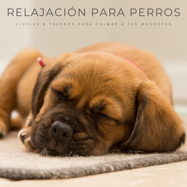 Relajación Para Perros: Lluvias & Truenos Para Calmar A Tus Mascotas
