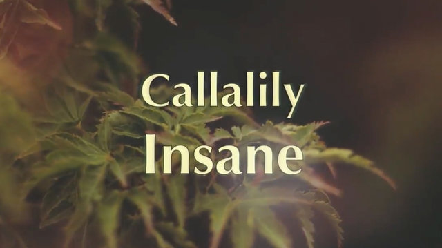 Insane