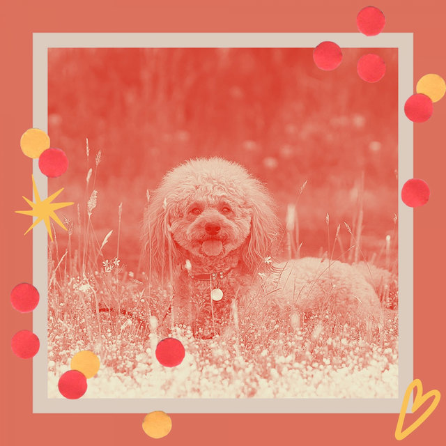 Mysterious Bossa Quintet - Bgm for Resting Dogs