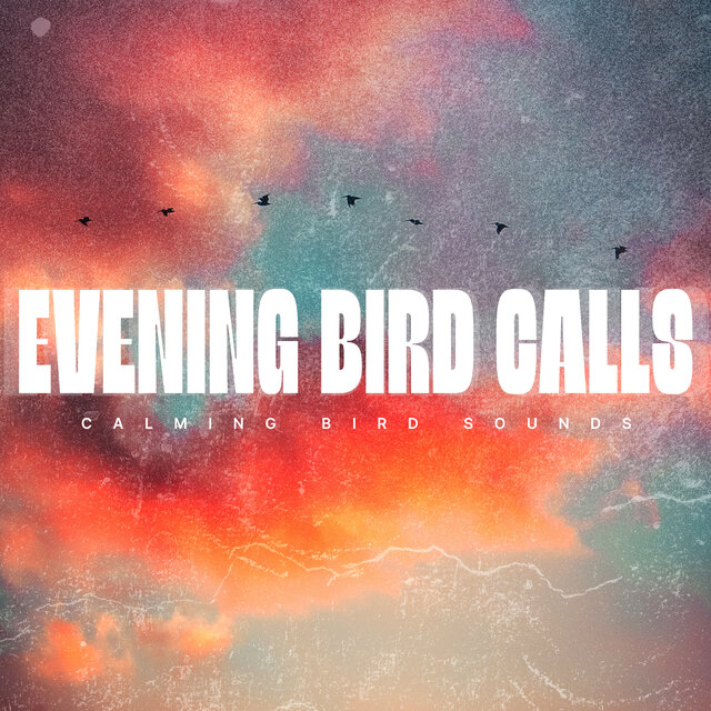 Evening Bird Calls
