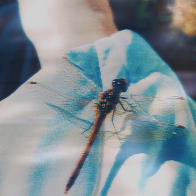 DRAGONFLY