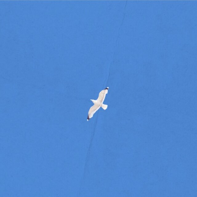 seagul! (2025)