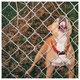 Cover art for album Pop Culture by Knocked Loose